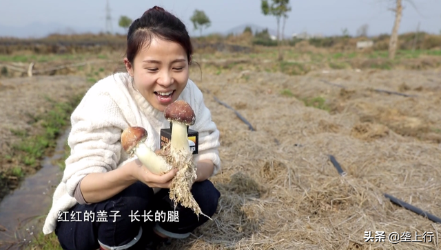 赤松茸怎么吃最好，松茸怎么吃啊怎么个做法怎么个煲汤（营养丰富又美味，一定不能错过）