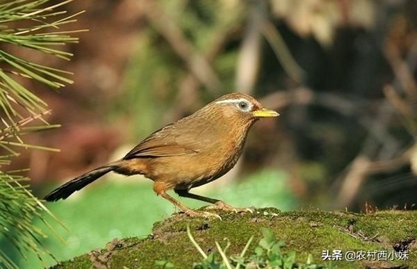 什么是农转用指标农保调整，农转用指标是什么意思（画眉鸟比较常见的几种病症介绍及治疗方式）