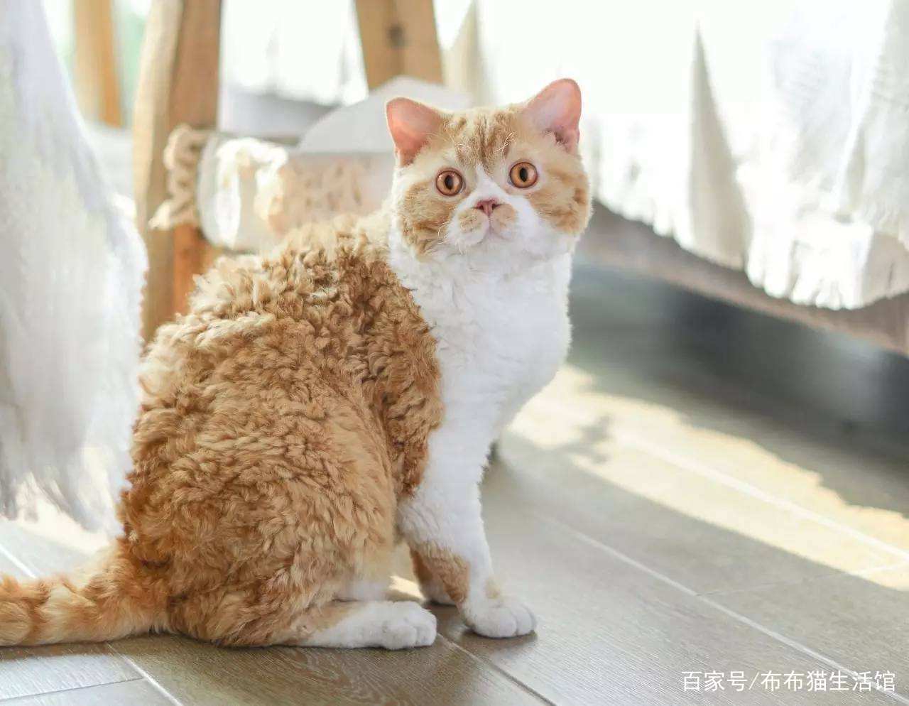 猫的品种介绍及图片，42种宠物猫的品种大全