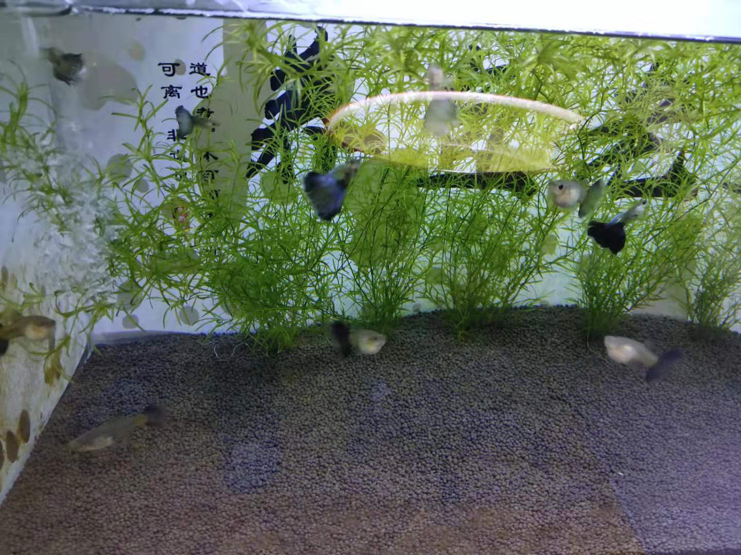 十大生命力超强观赏鱼推荐，新手也能轻松养活，皮实好养不娇气