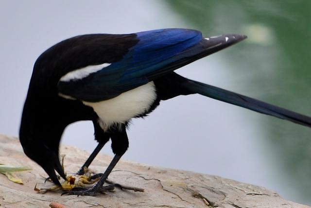 雀和鹊的区别，喜鹊的鹊和孔雀的雀有什么区别（喜鹊的所作所为对应其名“喜鹊”）