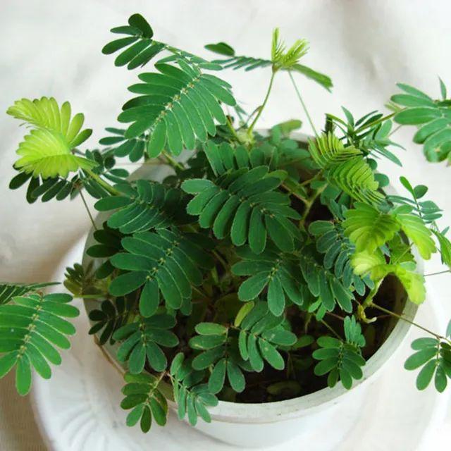含羞草是什么植物，含羞草是什么（为啥还会变成流行而有趣的盆栽植物）
