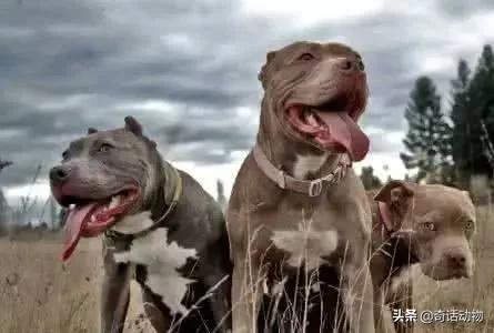 斑鬣狗和比特犬哪个厉害，斑鬣狗和比特犬哪个厉害点（比特犬能打过非洲鬣狗）