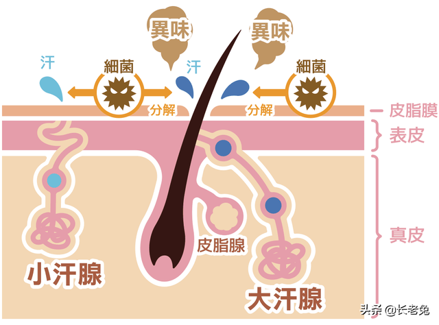 有狐臭的人有什么特征，狐臭的人有什么特征（为啥中国人却认为狐臭是种病）