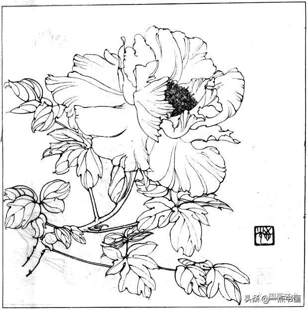 简笔画报花名：手绘铅笔画“白杜鹃花”画法，简笔画报花名（百花苑——白描百花分享<一>）