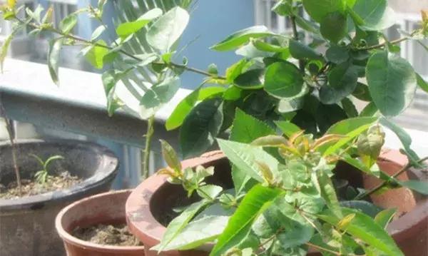 碳酸氢钠在医学上有什么用途，碳酸氢钠在医学上有什么用途和作用（小苏打原来有这么多好处）