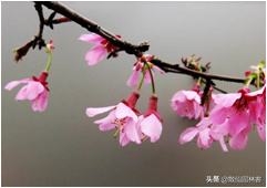 中国樱花有几个品种，中国樱花树品种（这81种樱花）