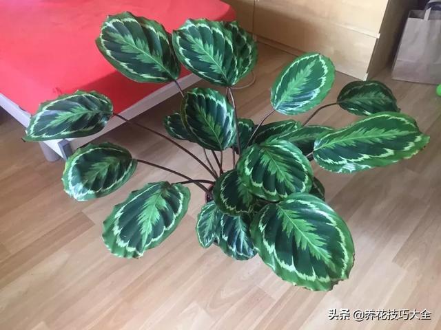 辨别花店中的常见的观赏竹芋，辨别花店中的常见的观赏竹芋有哪些（比孔雀竹芋还好看的观赏竹芋品种）