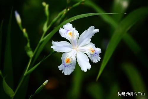鸢尾花花语，念念不忘、爱的使者、使命、一颗优雅的心（鸢尾花花语象征与寓意）