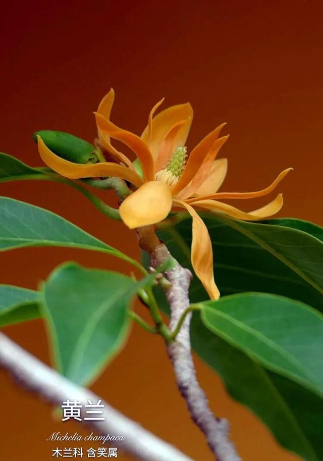 黄兰  黄兰图片,黄桷兰黄叶的原因和处理办法(黄葛兰树图片)