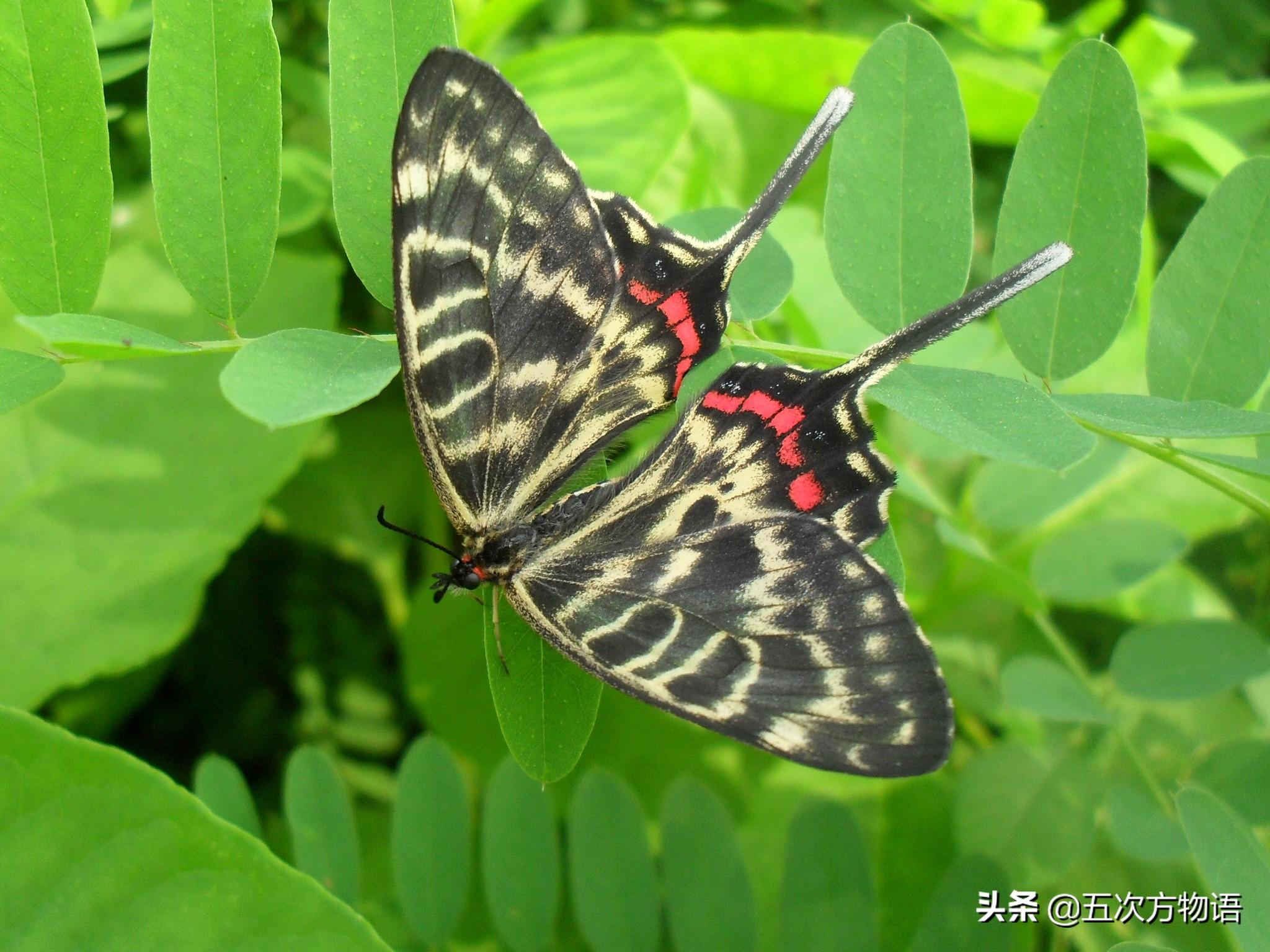 蝴蝶的种类，蝴蝶的种类及图片（青岛常见蝴蝶图鉴）