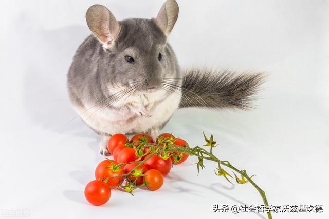 米色龙猫，龙猫，一种奶萌奶萌的生物（米色龙猫多少钱）