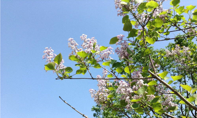 丁香花风水禁忌，儿童房植物摆放风水禁忌（适合客厅里摆放的盆栽：丁香花）