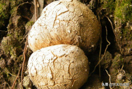黑松露是什么东西，黑松露是什么（如今近千元1公斤）