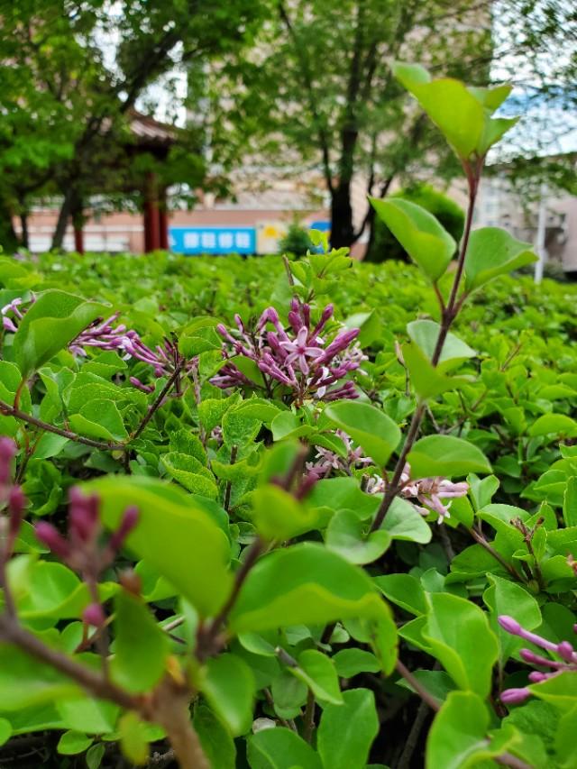 五瓣丁香花的寓意和象征，5瓣丁香花代表着什么（都说找到五瓣丁香是幸运的）