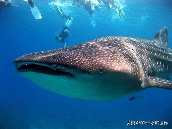 鲸鲨和虎鲸谁厉害，最大的鲸鲨到底有多大（在人类面前不堪一击）