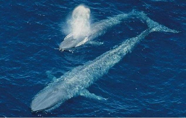 蓝鲸吃什么，蓝鲸为什么是哺乳动物（万物皆有灵：长达30多米）