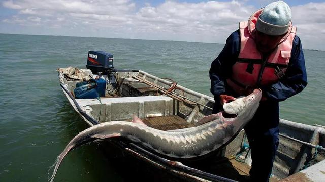 鱼子酱好吃吗，鱼子酱是什么东西（除了贵，你对鱼子酱一无所知）