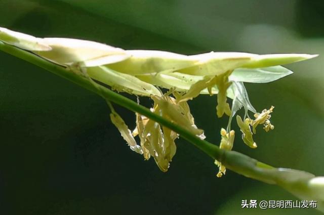 草本植物有哪些，你看到的竹子原来不是“树”（开花的草本植物有哪些）