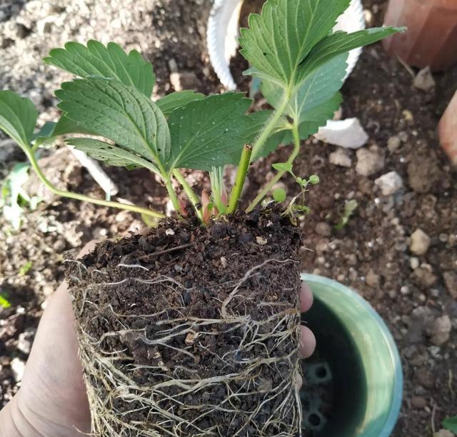 家庭阳台草莓种植方法，家庭阳台如何种草莓（有3个“小方法”）