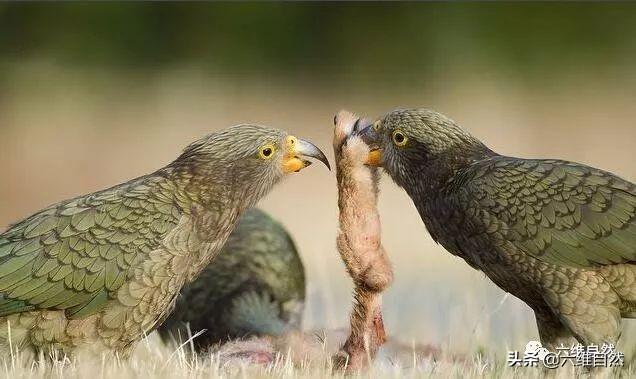 啄羊鹦鹉的形态特征，啄羊鹦鹉的形态特征描写（啄羊鹦鹉和绵羊关系恶化）