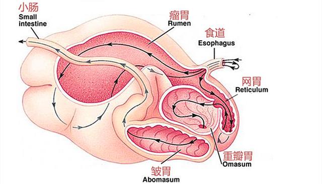 黄喉是什么，黄喉是什么东西图片（它们到底是什么）