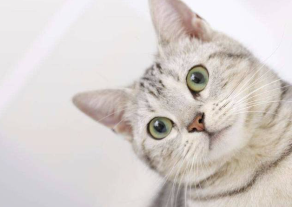 猫咪嘴巴臭怎么办，猫咪嘴巴很臭怎么办（猫咪“口臭熏天”，该如何是好）