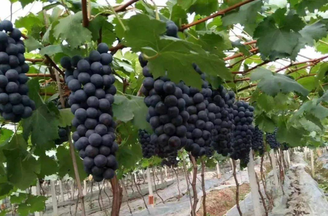 葡萄酒的制作方法图，怎么做葡萄酒（自酿“葡萄酒”是加白糖还是酒曲）