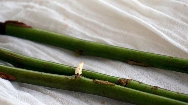 种子怎么用生根粉发芽，种子刚发芽可以用生根粉吗（灌根、移栽和扦插效果好）