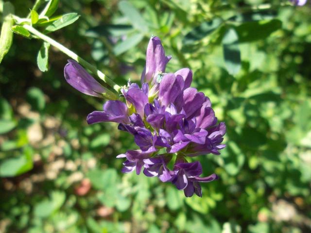 幸运草种子怎么种植，幸运草种子怎么种植的（此花叫作“幸运草”）