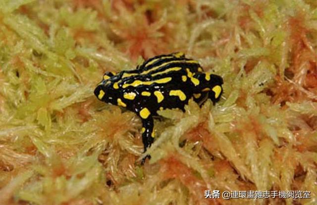 比较常见的青蛙种类，青蛙种类图片大全