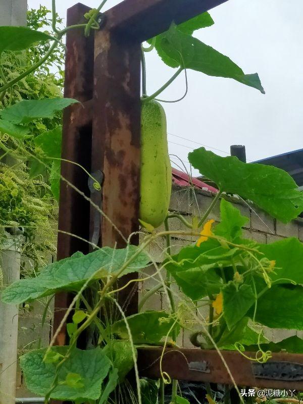 马齿苋是什么野菜 马齿苋简单介绍，马齿苋是什么野菜（是杂草亦可是蔬菜）