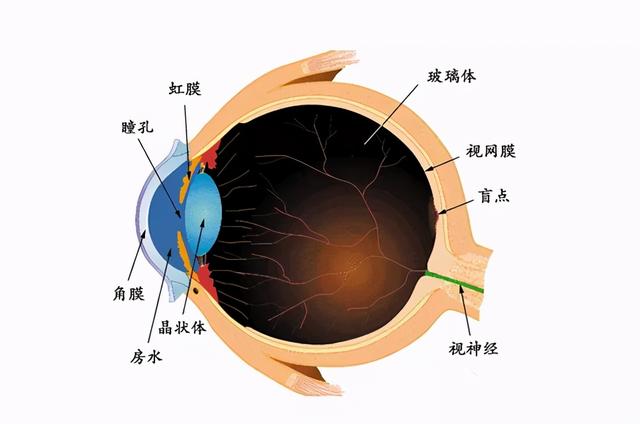 视网膜示意图图片