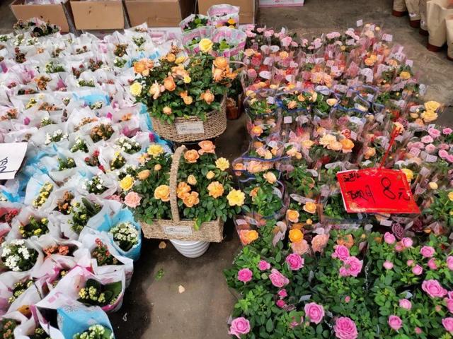 荷花最好看的品种是什么，这花最好看、最好养