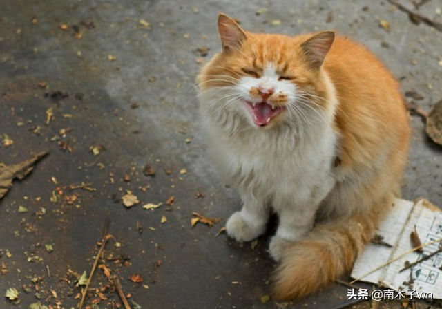 猫属于哪一类动物，猫是属于什么类的动物（猫和老虎同样是猫科动物）