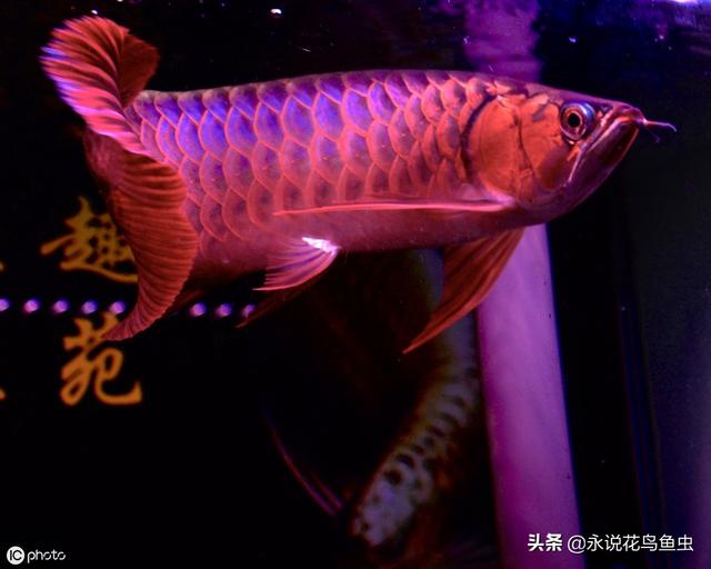 红龙鱼价格红龙鱼标价268万元48万元32万元8万元的有啥区别