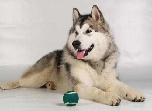 哈士奇和阿拉斯加的区别，阿拉斯加犬好养吗?优缺点有哪些（阿拉斯加和哈士奇有啥区别）