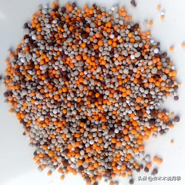 为什么盆栽月季都很难养活，月季花为什么不能进家（这些错误的方法你中了几个）