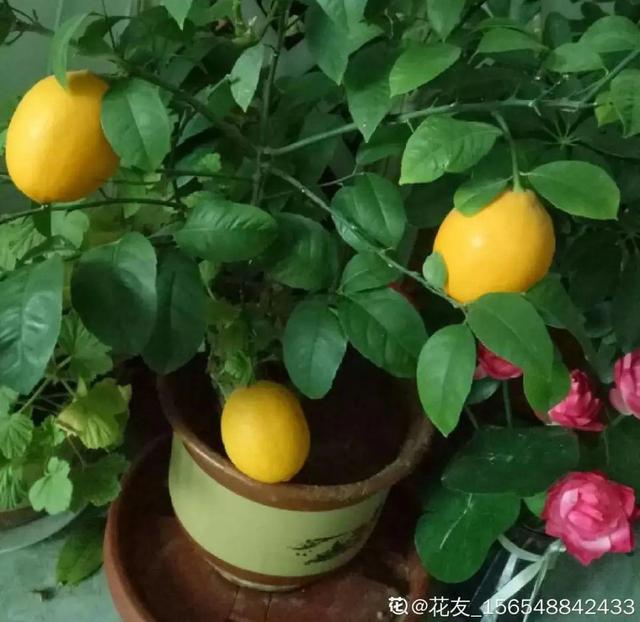 房前屋后种什么树好，在农村院前屋后必种的4种树（“5大鬼树”不要种）