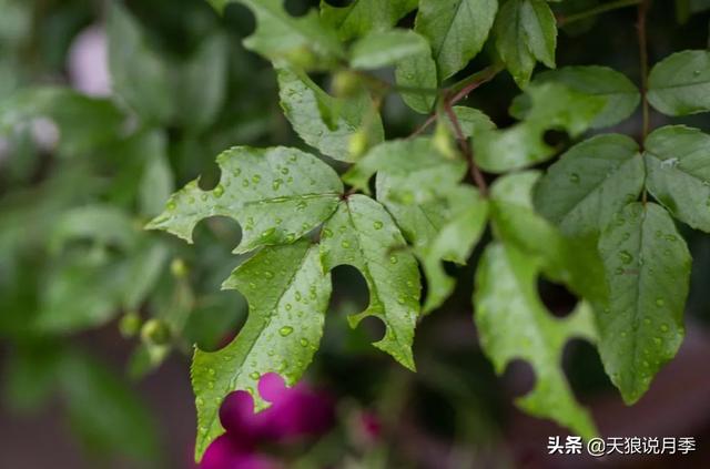 太阳花长白色的虫子是啥原因，太阳花上的白色虫子有什么办法去除（种花好帮手丨这份，先收藏）