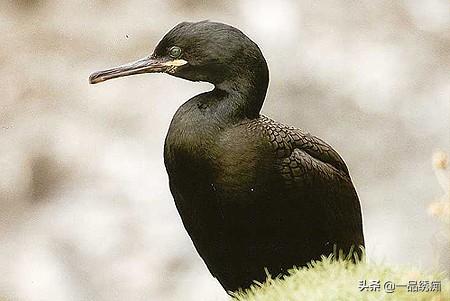 一个东一个鸟怎么读，一个东一个鸟怎么念（见过好多鸟名生僻字）