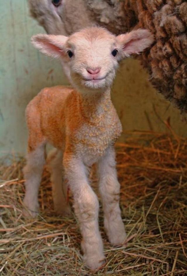 甜词  可爱壁纸 小象和兔子的故事，微信头像，甜词  可爱壁纸 小象和兔子的故事（42张活久未见的动物婴儿照片）