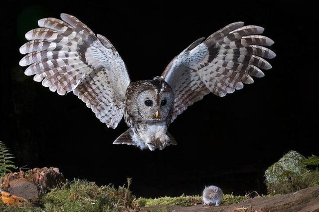 猫头鹰最怕什么东西，猫头鹰叫后多久会死人（晚上却能化身“黑夜使者”）