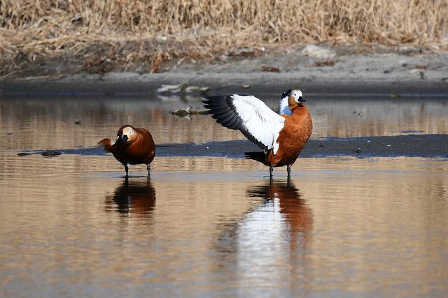 水鸡是什么，水鸡是什么车（西方秧鸡、叽咋柳莺......）