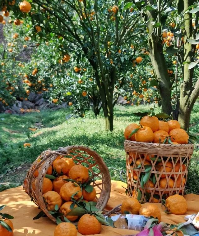 昆明好玩的地方，昆明好玩的地方排行榜（12个昆明近郊亲子自驾游好去处）