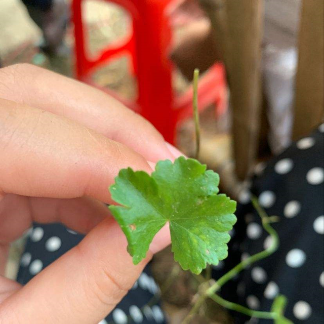 天胡荽，她家兰花盆里咋种一堆“香菜”（天胡荽怎么读）