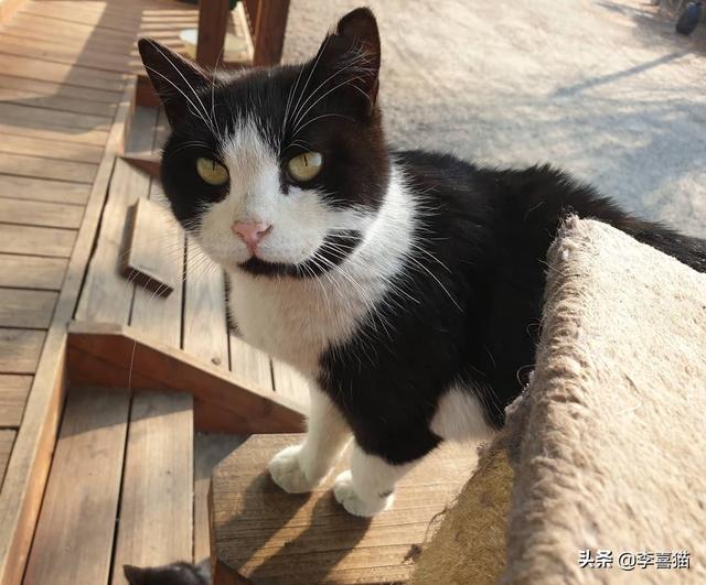 群居动物有哪些，群居动物有多少种主要的有哪些（猫咪并不是真正的群居动物）