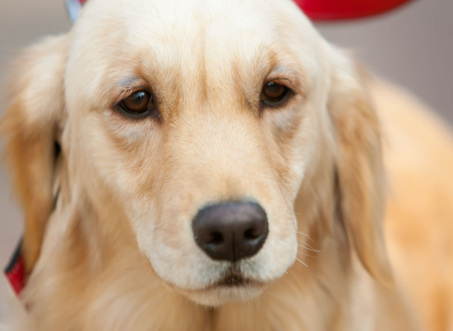 小金毛犬多少钱，金毛犬的价格多少钱一只（900元买下这只刚满两月的小金毛）