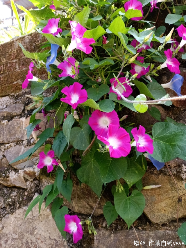 马蹄花的花语，白马蹄花花语（你的幸运花是哪种）