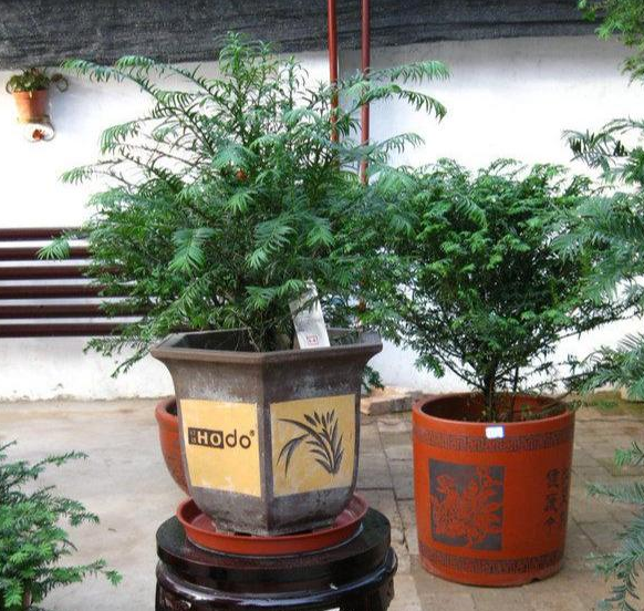 红豆杉盆景的作用，红豆杉盆景养护方法（迎入家中堪当镇宅盆景）